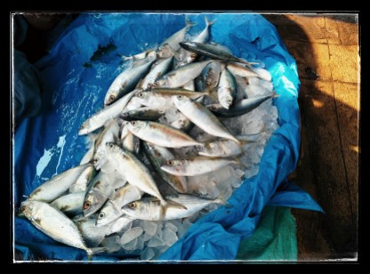 Mackareal(Bangda fish)